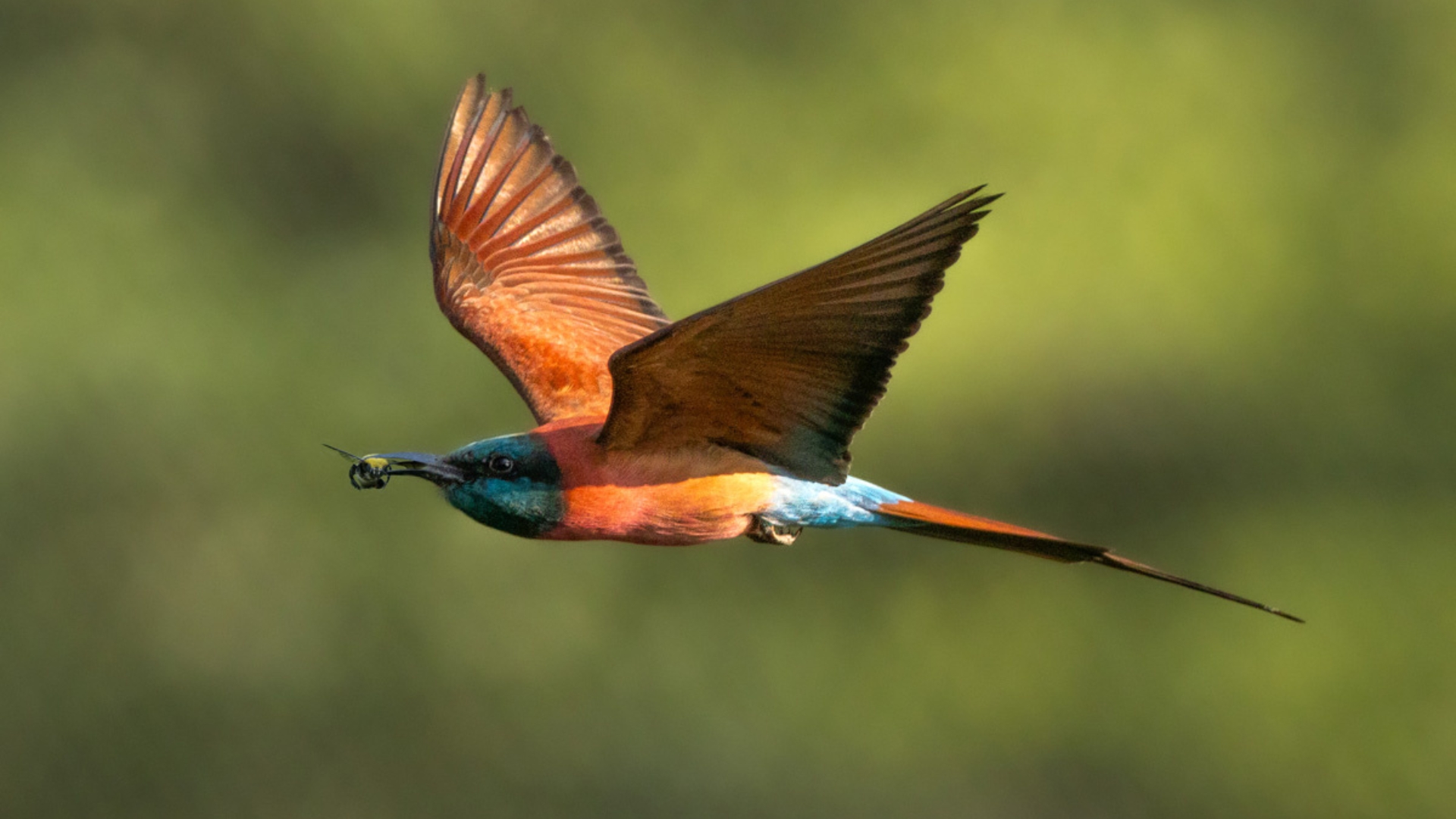 Mandai Rainforest Resort by Banyan Tree BP Northern Carmine Bee-eater 1920X1080